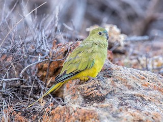  - Rock Parrot