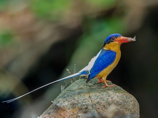  - Buff-breasted Paradise-Kingfisher