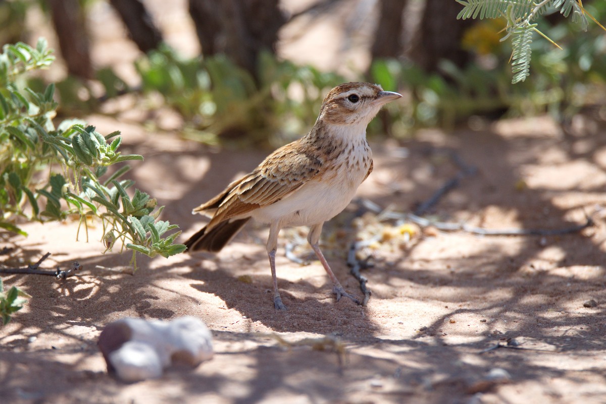 Fawn-colored Lark (Fawn-colored) - ML415004911