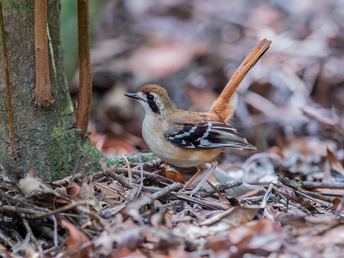 Northern Scrub-Robin - Drymodes superciliaris - Birds of the World