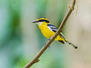  - Yellow-breasted Boatbill