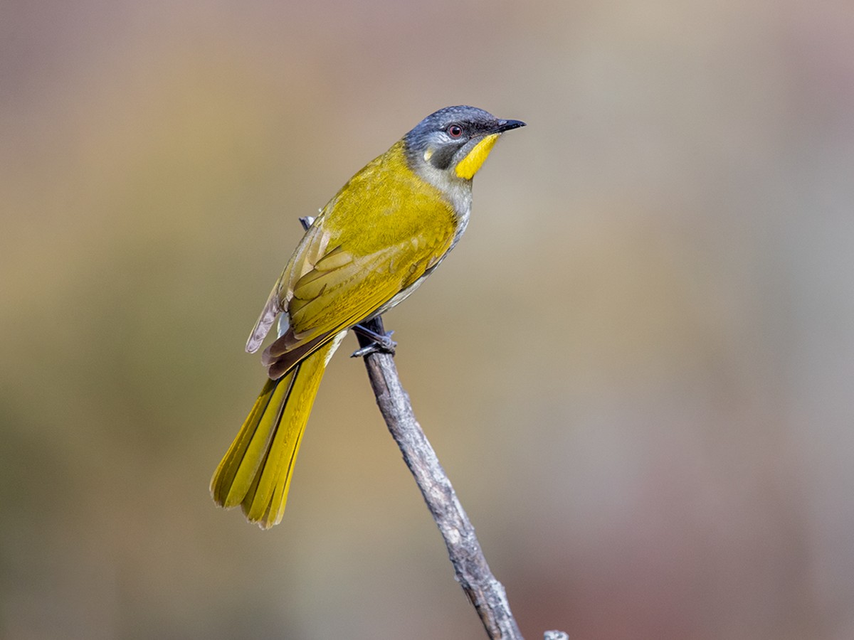 Yellow-throated Honeyeater - Nesoptilotis flavicollis - Birds of the World