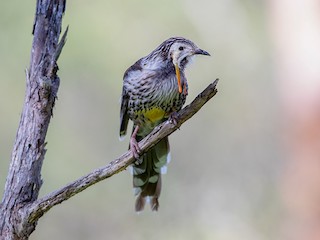  - Yellow Wattlebird