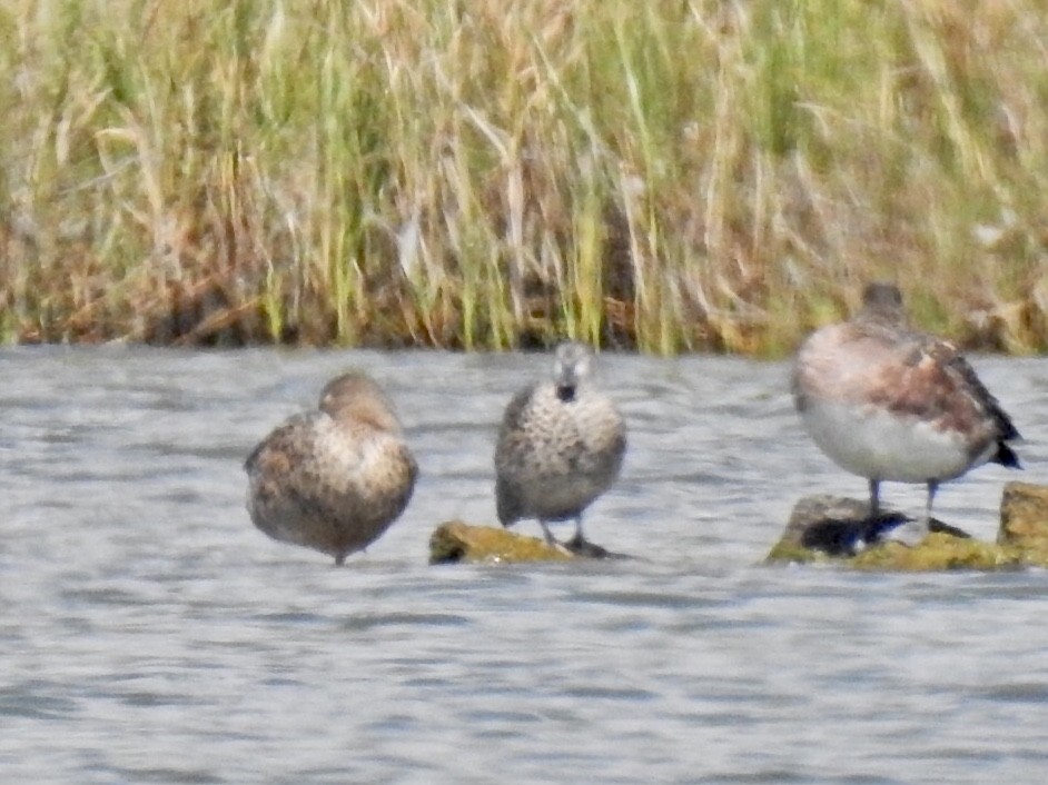 Blue-winged Teal - ML415008281