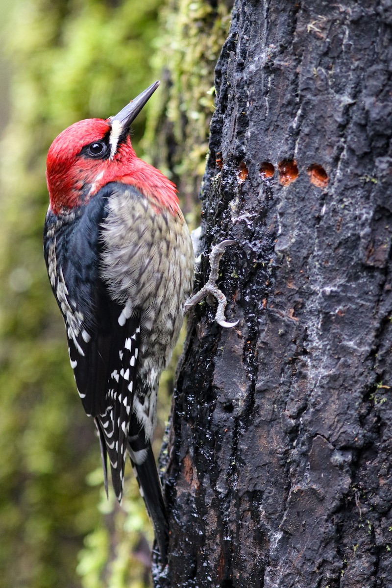 Red-breasted Sapsucker - ML415010031