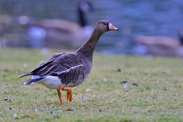Greater White-fronted Goose - ML41501151