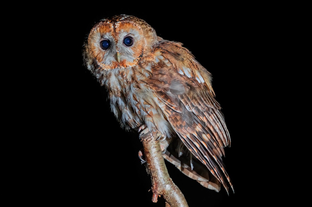 Tawny Owl - ML415014401