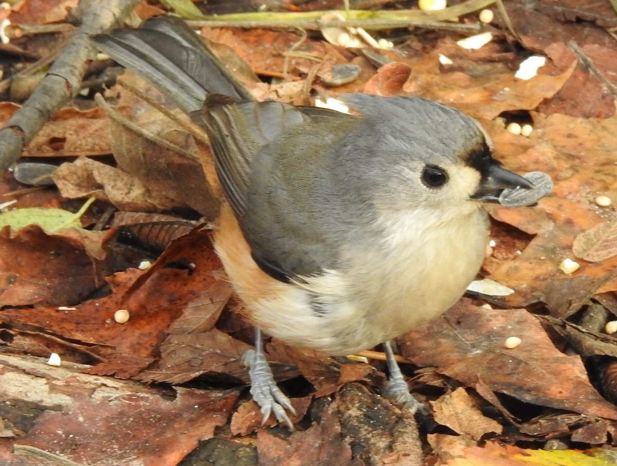 Tufted Titmouse - Dave Milsom