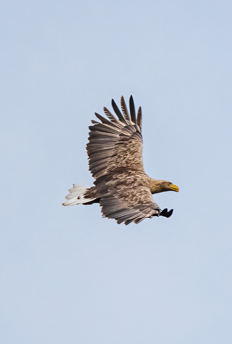 White-tailed Eagle - ML415028791