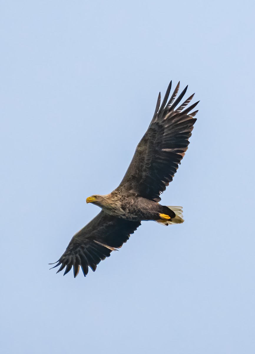White-tailed Eagle - ML415028811