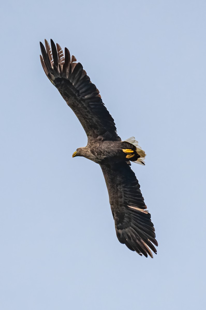 White-tailed Eagle - ML415028821