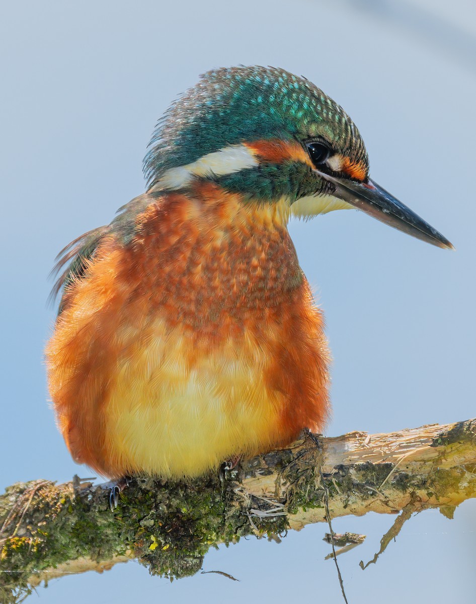 Common Kingfisher - ML415030911