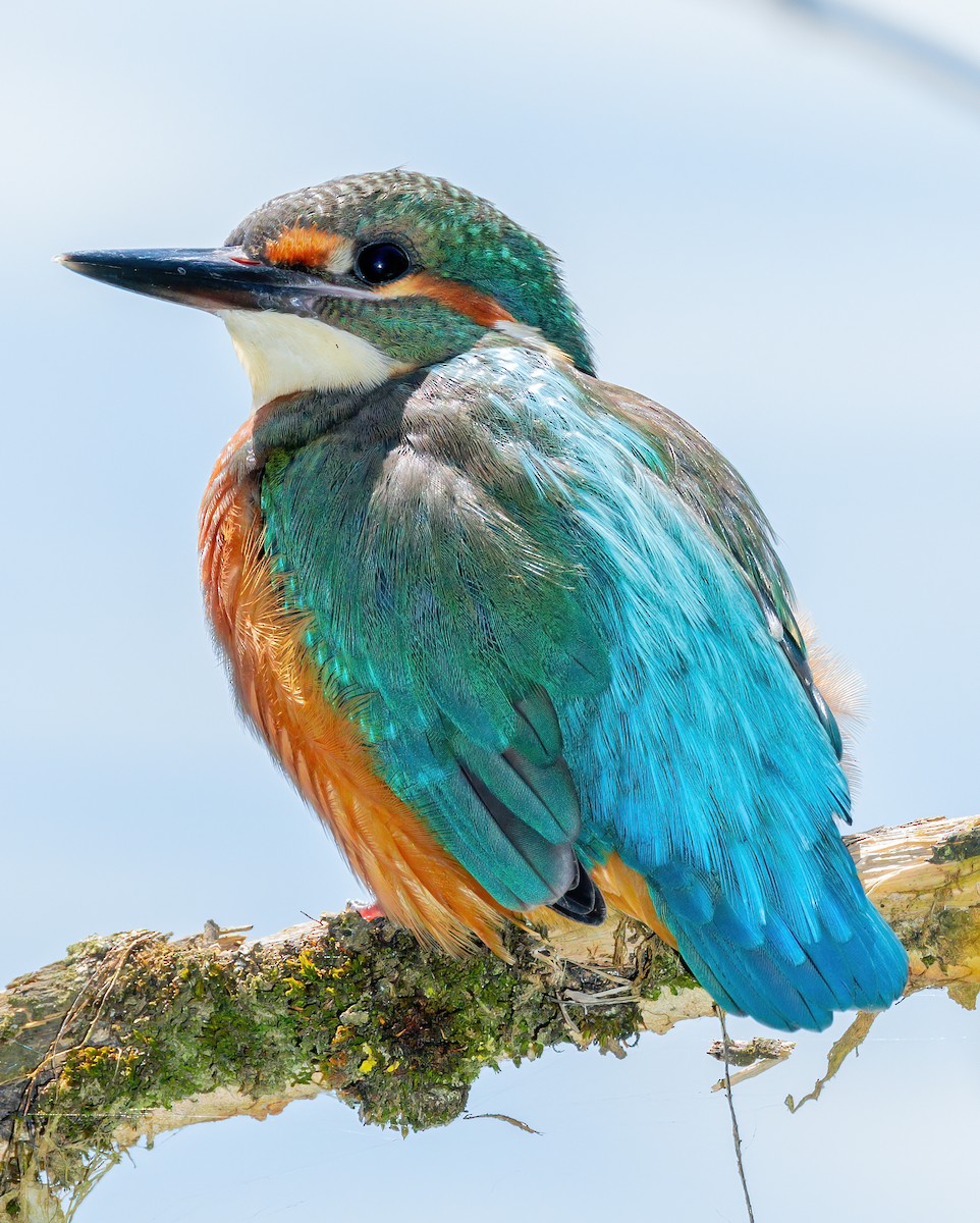 Common Kingfisher - ML415030921
