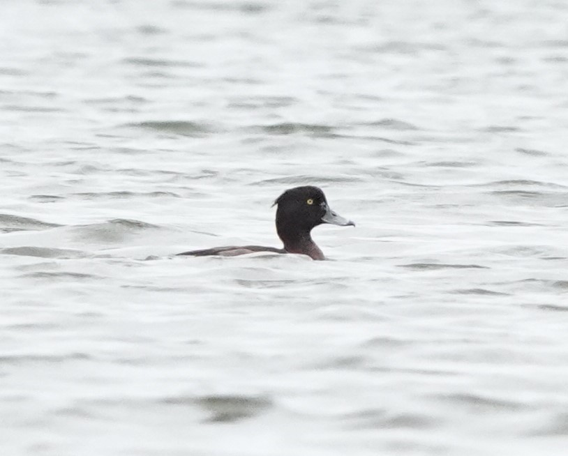 Tufted Duck - ML415035921