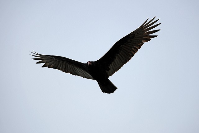 Turkey Vulture - ML41504611