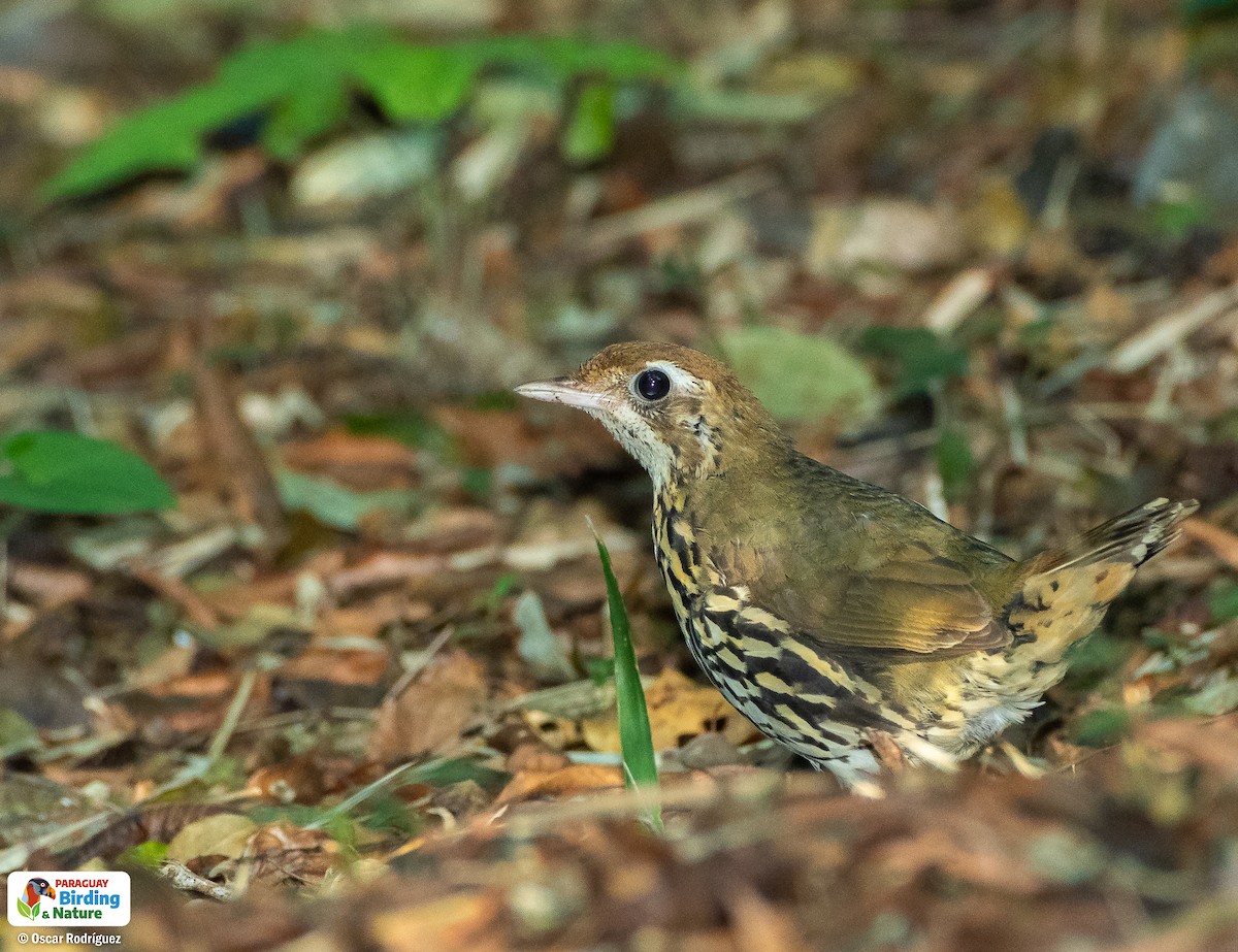 Short-tailed Antthrush - Oscar  Rodriguez CON-Paraguay Birding & Nature