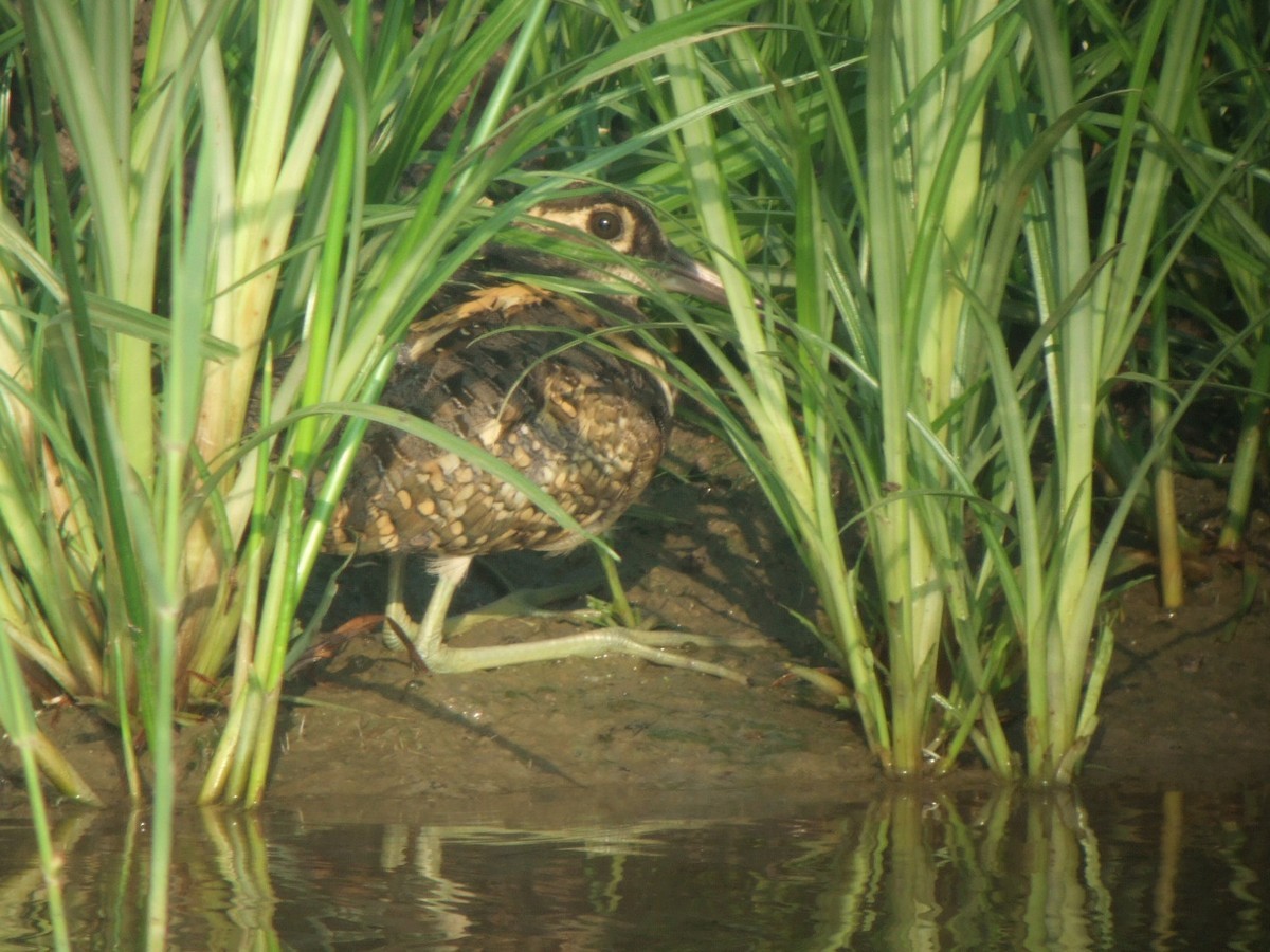 Greater Painted-Snipe - ML415052781