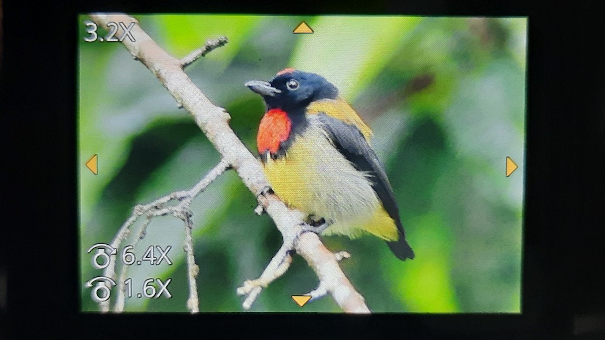 Scarlet-breasted Flowerpecker - ML415057391