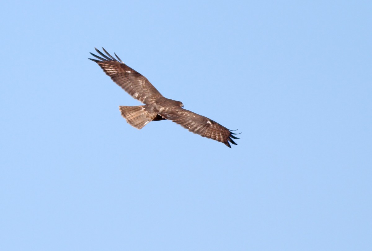 Red-tailed Hawk (calurus/alascensis) - ML415063751