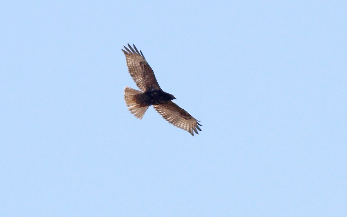 Red-tailed Hawk (calurus/alascensis) - ML415063761