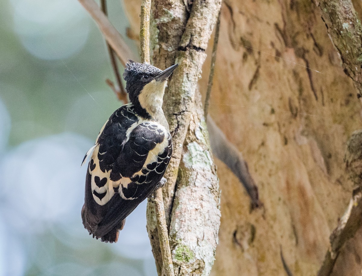 Heart-spotted Woodpecker - ML415065221