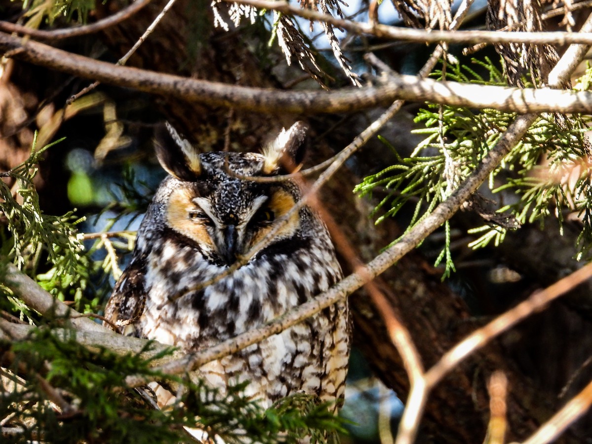 Long-eared Owl - ML415066291