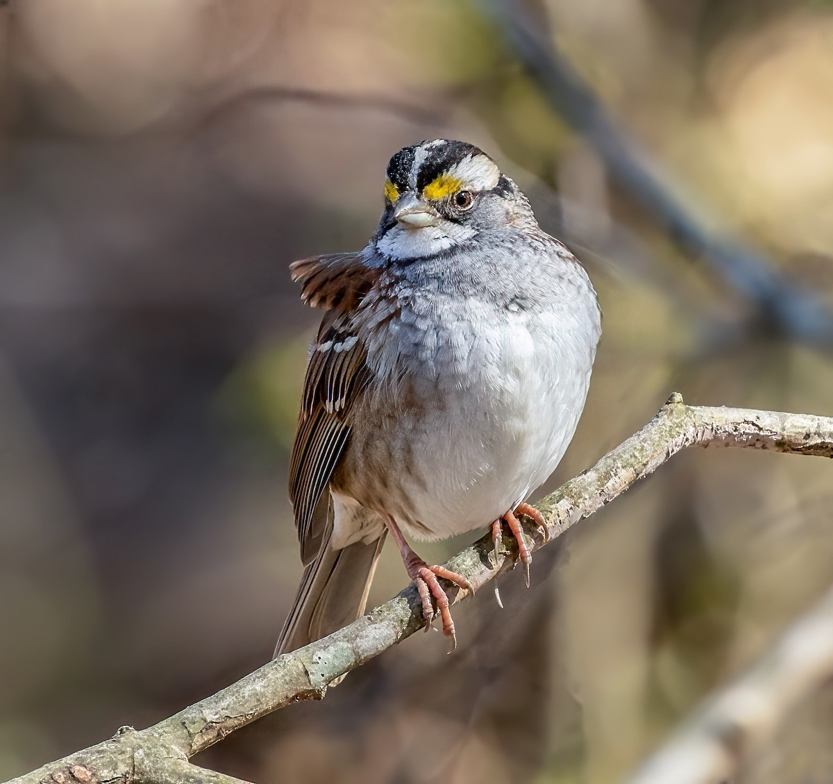 White-throated Sparrow - Iris Kilpatrick