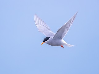  - Black-fronted Tern