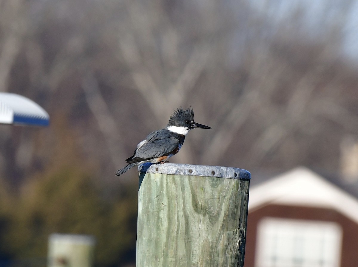 Belted Kingfisher - ML415076211
