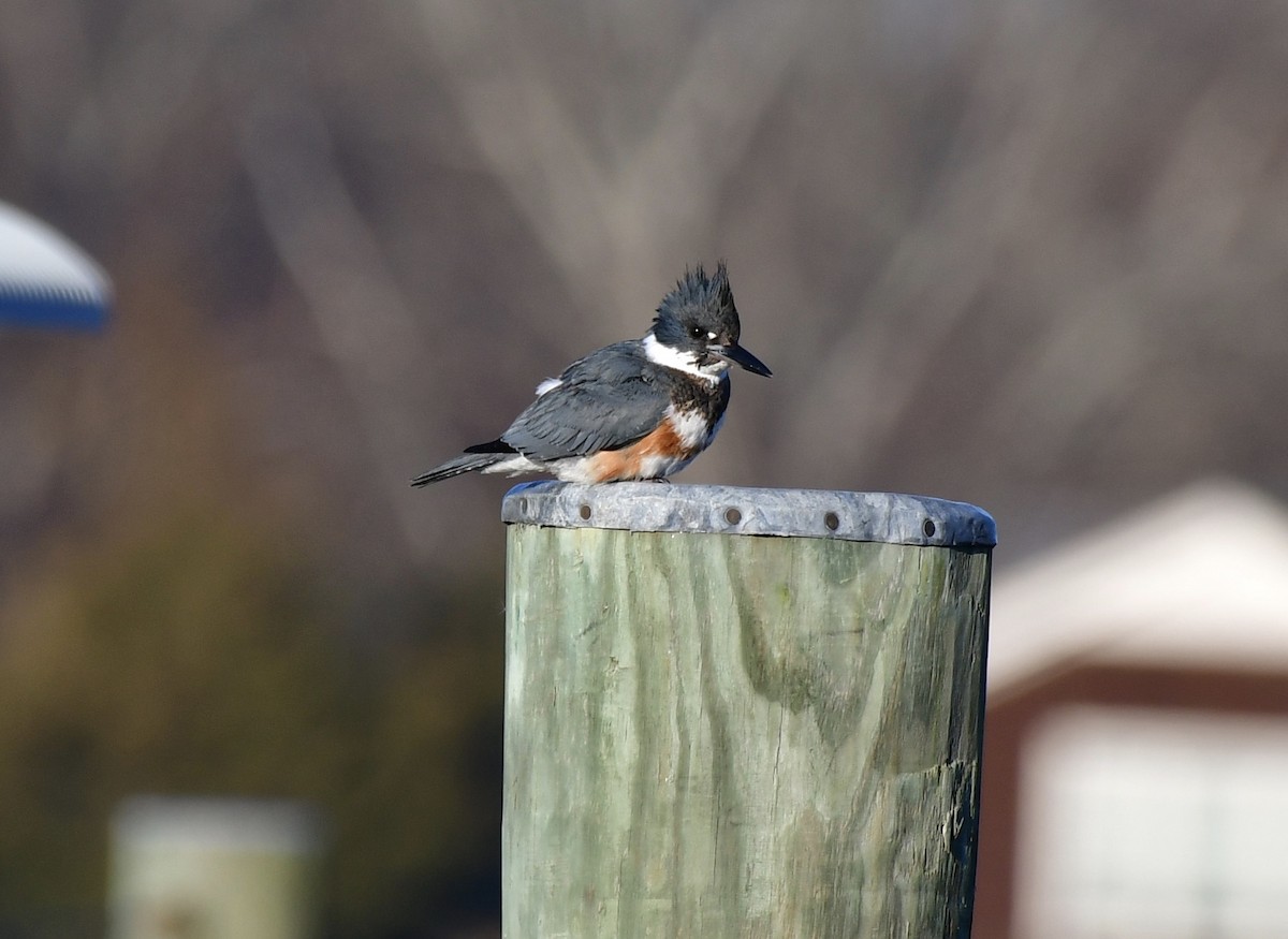 Belted Kingfisher - Sue Palmer