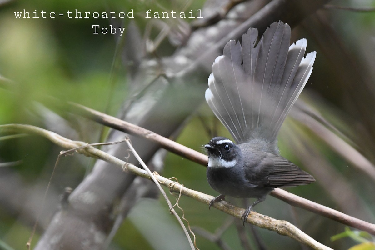 White-throated Fantail - Trung Buithanh
