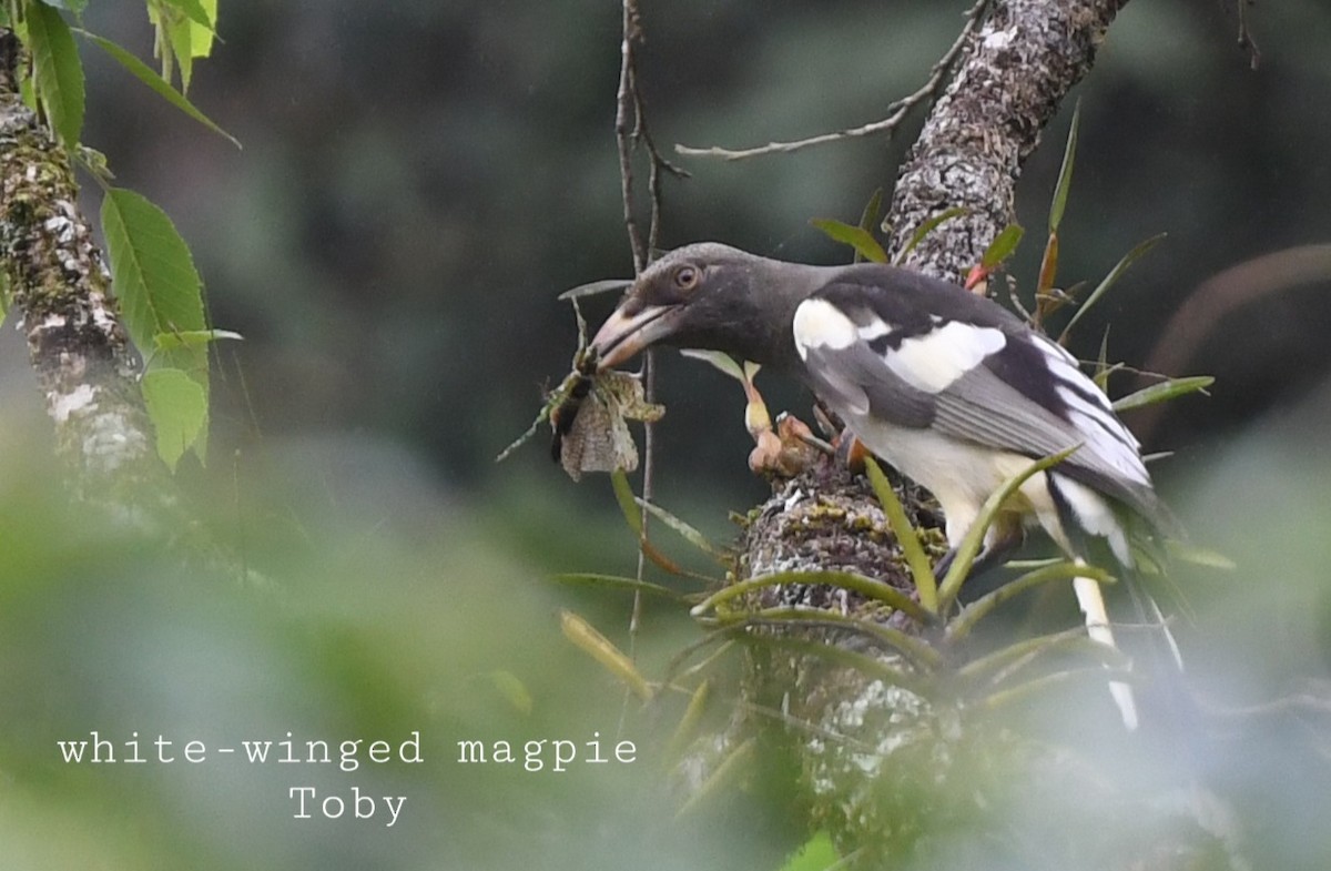 White-winged Magpie - ML415081251
