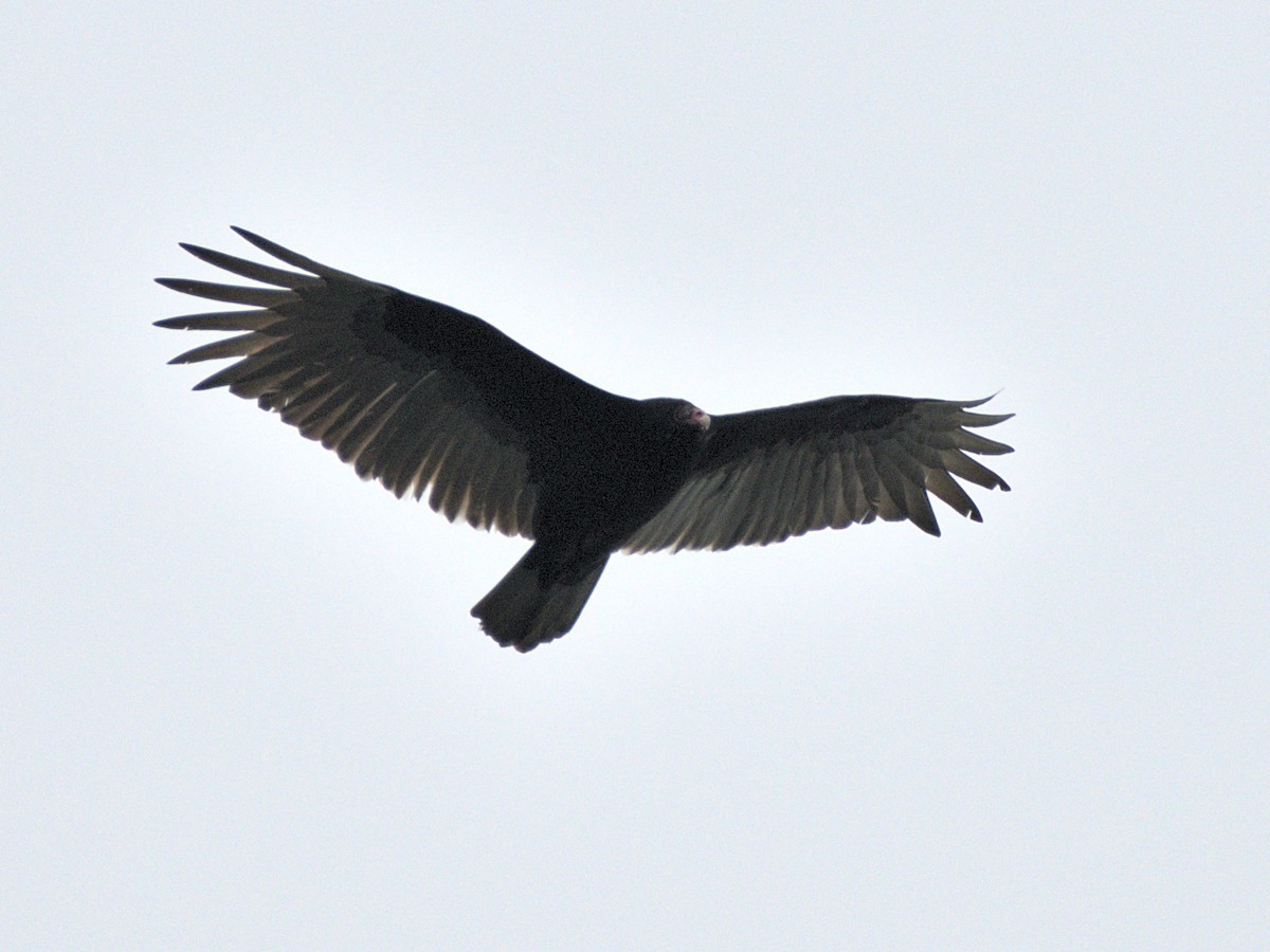 Turkey Vulture - ML415088011