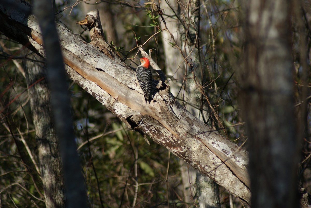Red-bellied Woodpecker - Taylor Abbott