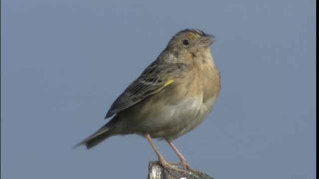 Grasshopper Sparrow - ML415093