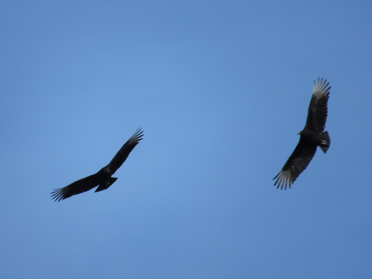 Black Vulture - ML415094731