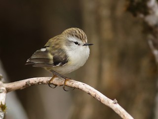 Rifleman - Acanthisitta chloris - Birds of the World