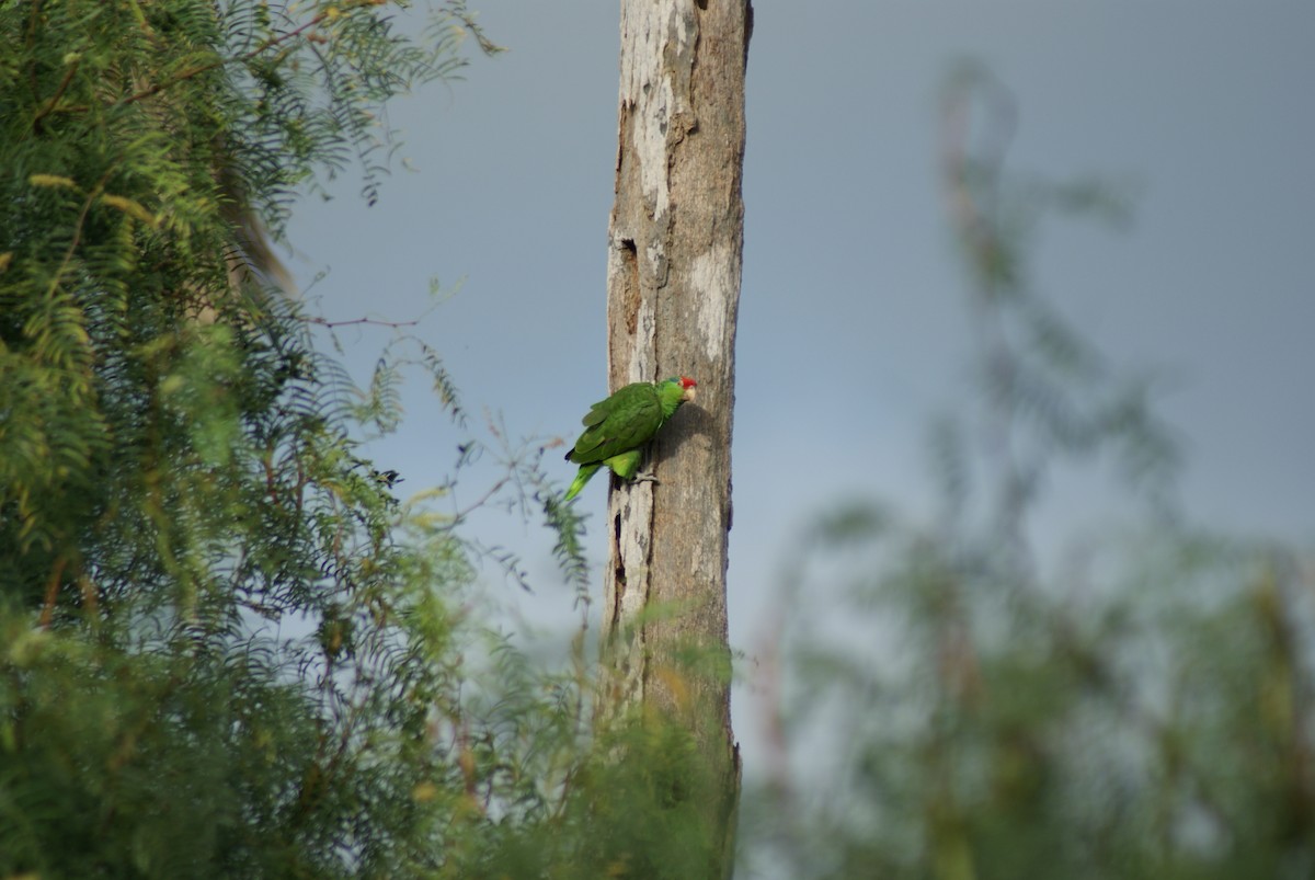 Red-crowned Parrot - ML41509841