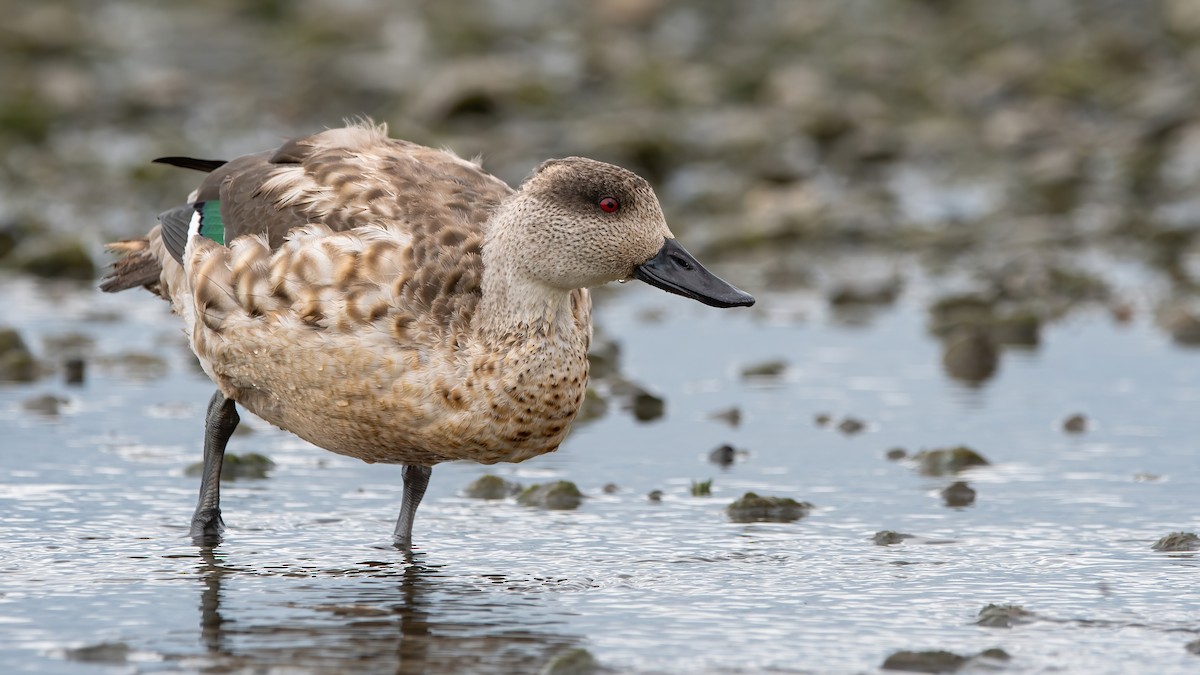 Crested Duck - ML415100021