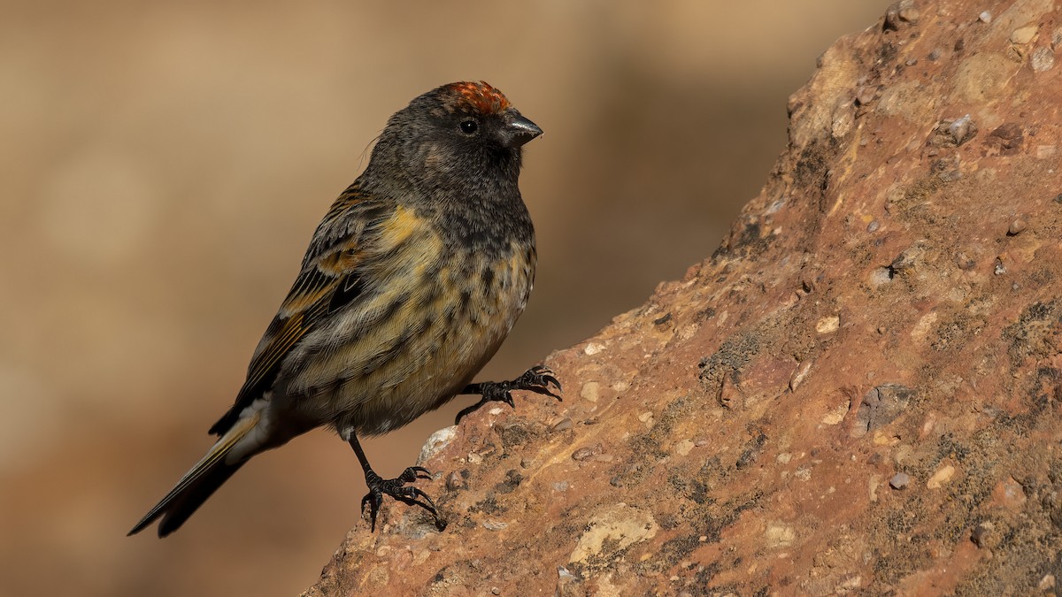 Fire-fronted Serin - ML415101801