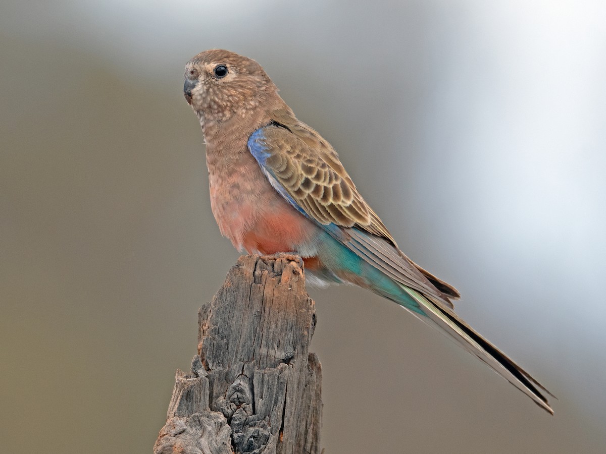 bourkes parakeet