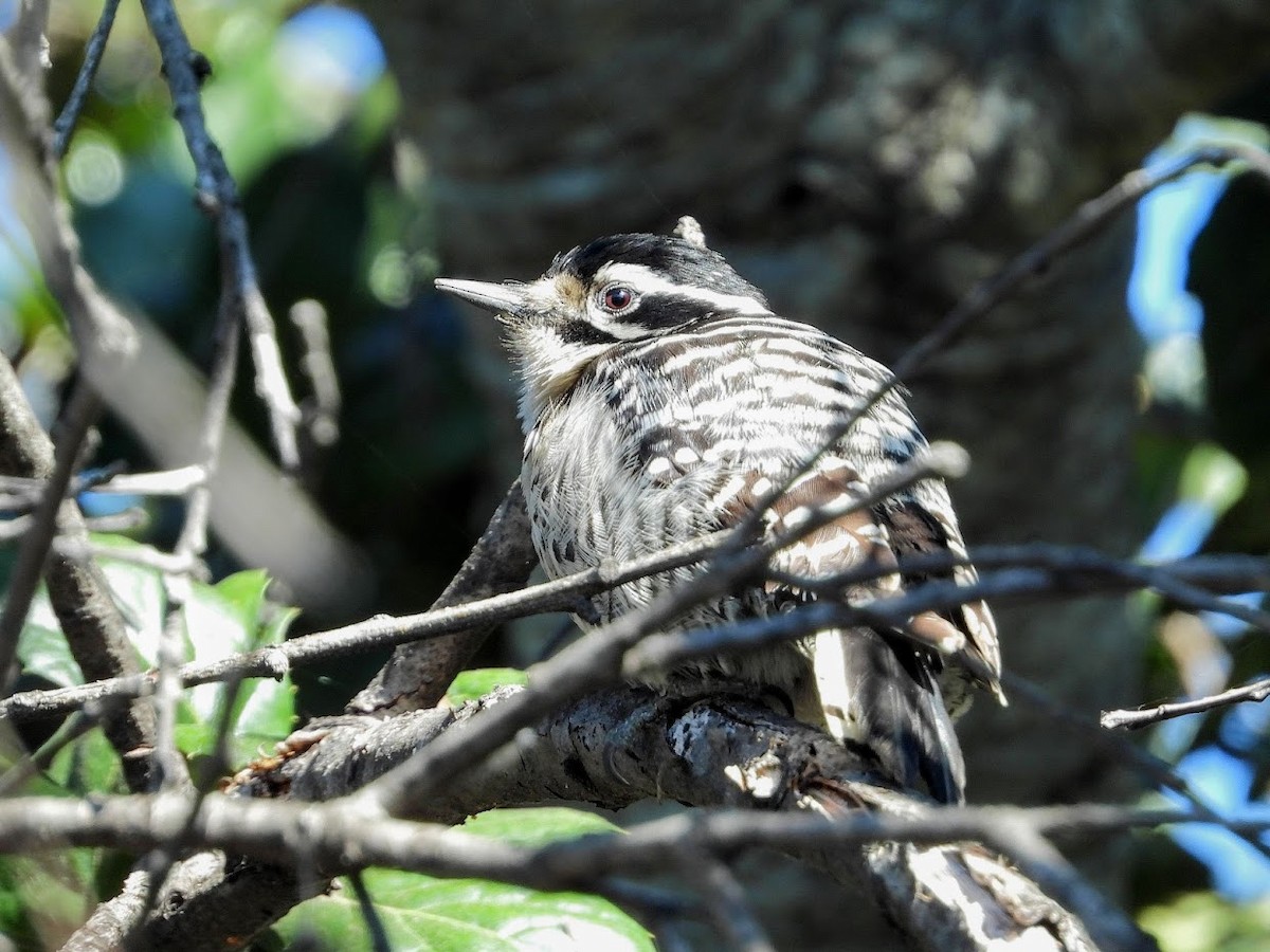 Nuttall's Woodpecker - Long-eared Owl
