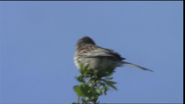 Field Sparrow - ML415104