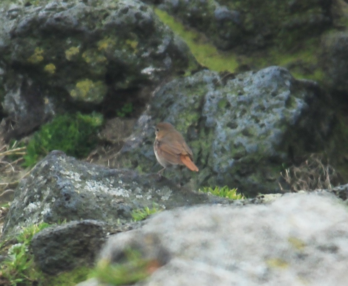Rufous-tailed Robin - ML415104251