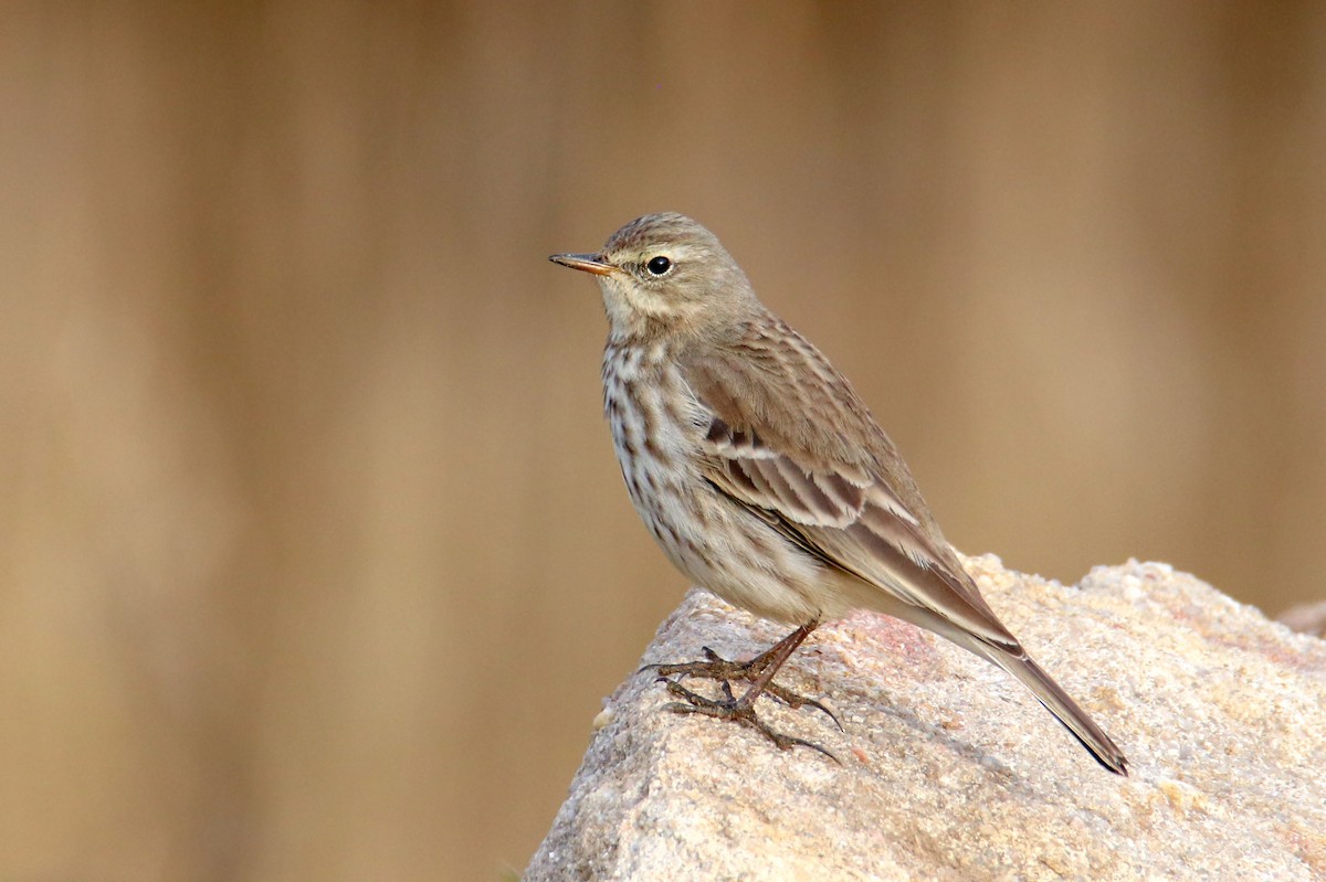 Water Pipit - ML415106961