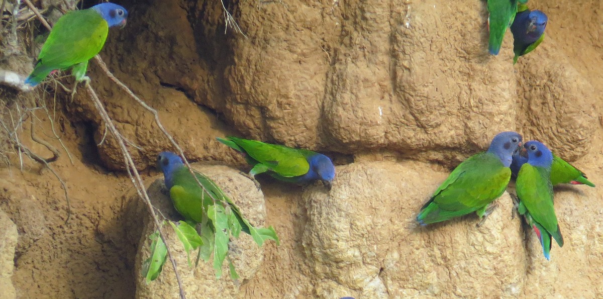 Blue-headed Parrot - Fred Peters