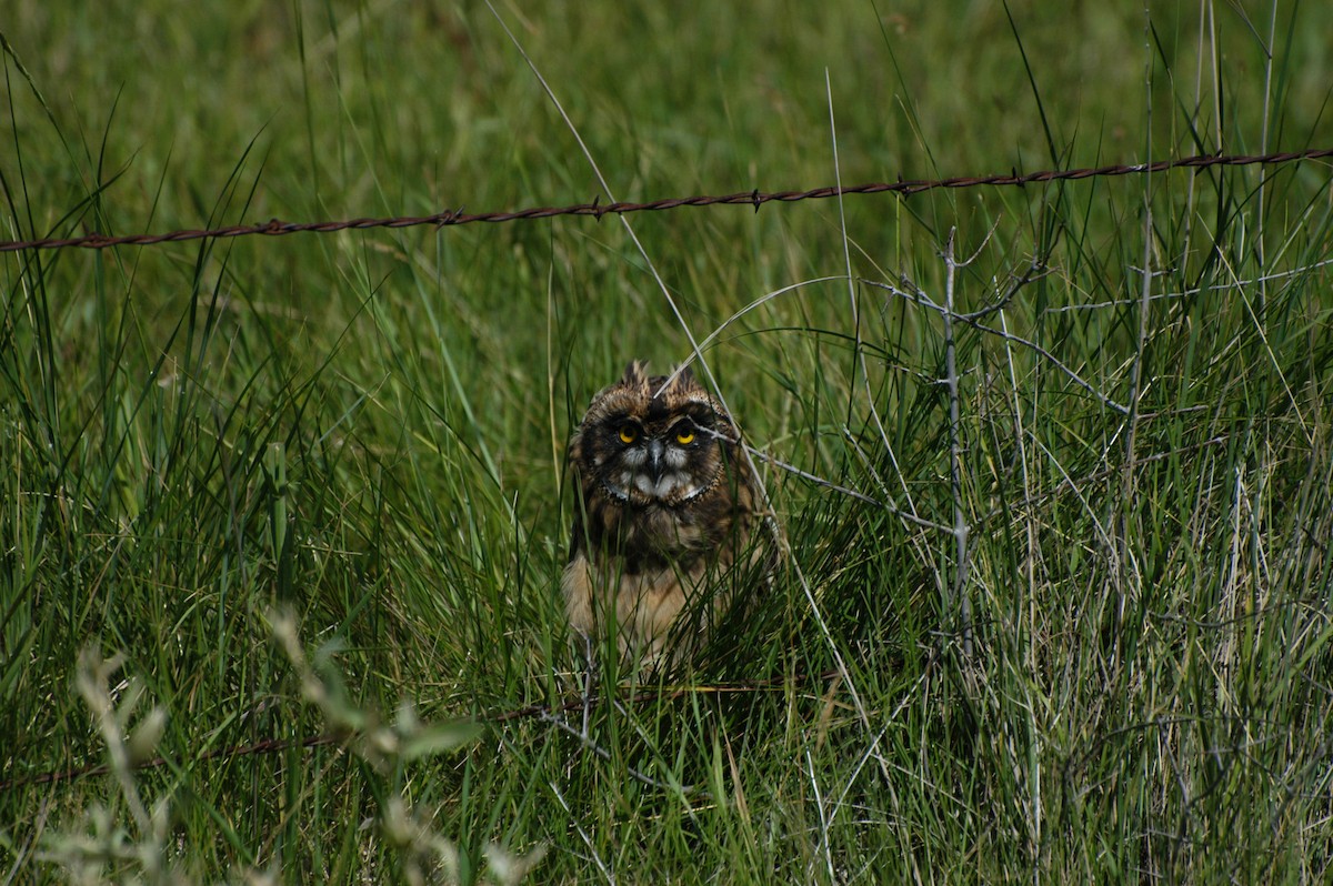 Short-eared Owl - ML415115671