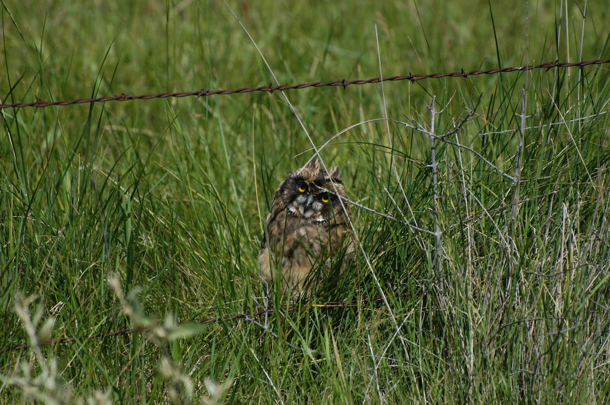 Short-eared Owl - ML415115691