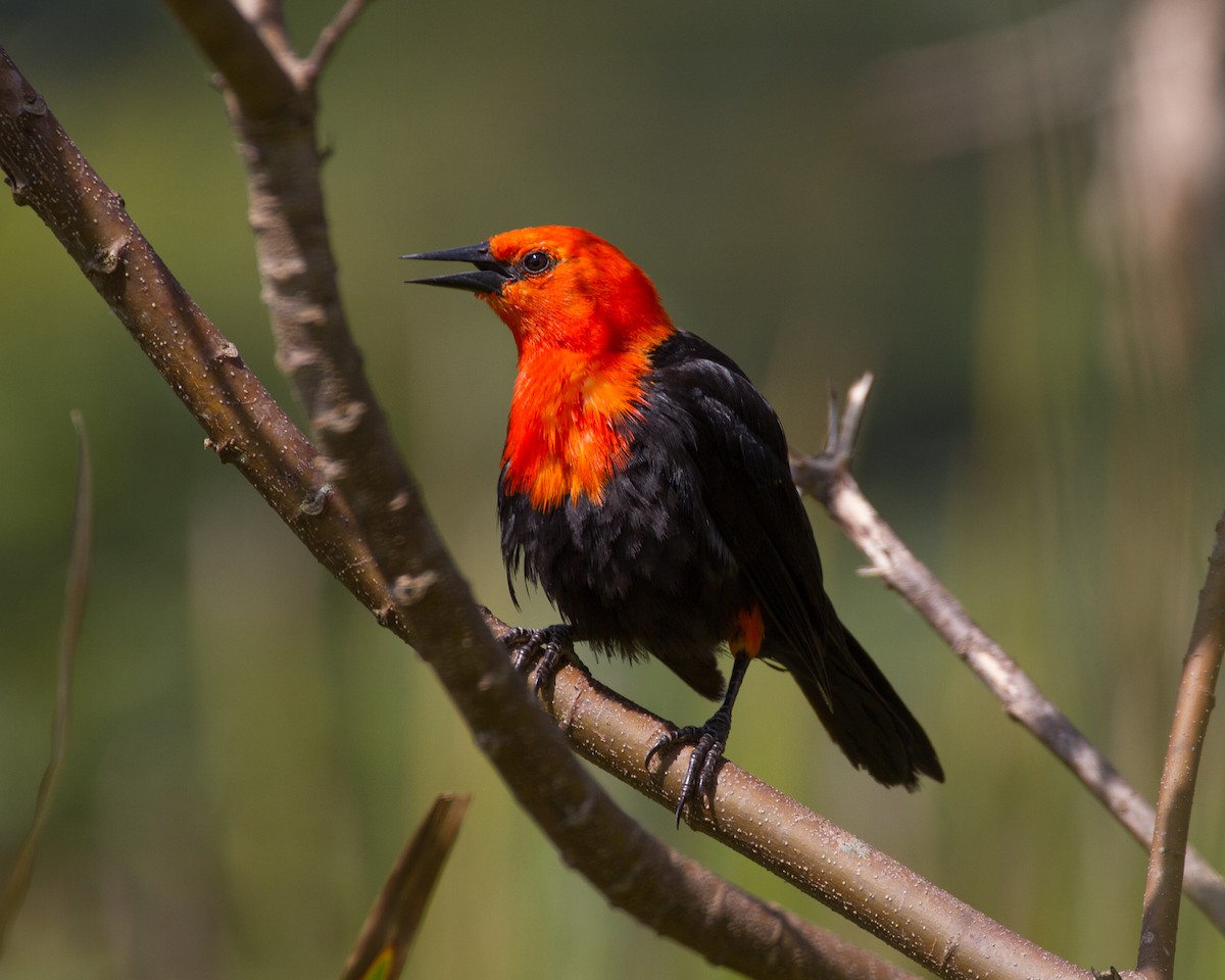 Scarlet-headed Blackbird - Silvia Faustino Linhares