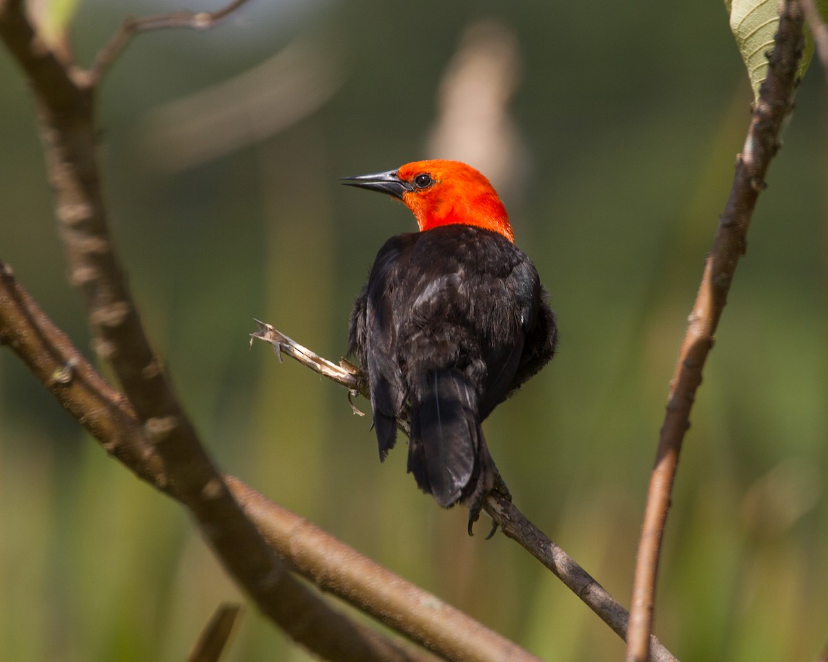 Scarlet-headed Blackbird - ML415117001